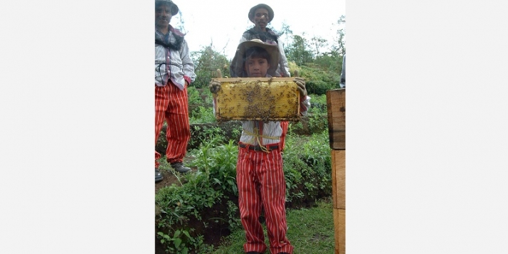 Au Guatemala, la coopérative Guayab regroupe des producteurs de miel (c) Miel Maya