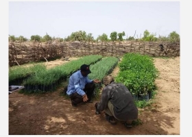 Pépinière au Burkina Faso chargée de la reforestation © APEFE