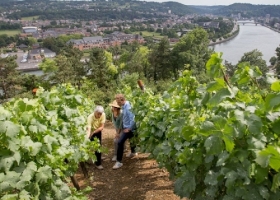 Huy - Vignoble "Le Clos des Prébendiers"