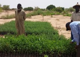 Planter des arbres au Burkina Faso pour compenser son empreinte carbone, une initiative de l’ADEPS en partenariat avec l’APEFE