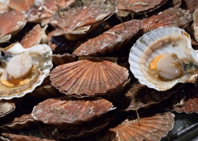 Coquilles Saint-Jacques 