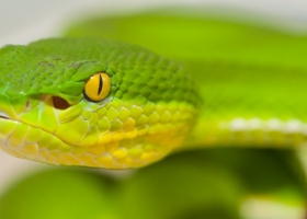 Crotale des bambous (Trmeresurus albolabris) - Thailande (c) C. Vanbellingen - Alphabiotoxine Laboratory.