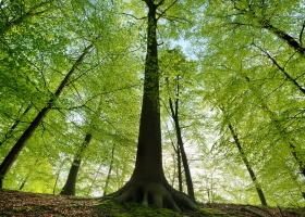 Arbre dans une forêt