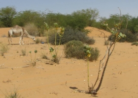 La zone de régénération naturelle sert de pâturage pour les chameaux