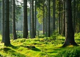 IIS VALBOWAL : "Développer la filière bois et renforcer l'attractivité de la Wallonie" © Fotolia