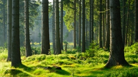 IIS VALBOWAL : "Développer la filière bois et renforcer l'attractivité de la Wallonie" © Fotolia