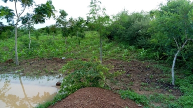Mise en défens au Burkina Faso © Tiipaalga