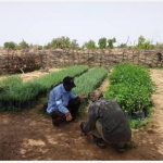 Pépinière au Burkina Faso chargée de la reforestation © APEFE