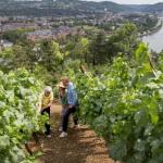 Huy - Vignoble "Le Clos des Prébendiers"