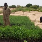 Planter des arbres au Burkina Faso pour compenser son empreinte carbone, une initiative de l’ADEPS en partenariat avec l’APEFE