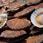 Coquilles Saint-Jacques 