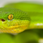 Crotale des bambous (Trmeresurus albolabris) - Thailande (c) C. Vanbellingen - Alphabiotoxine Laboratory.