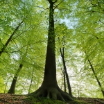 Arbre dans une forêt