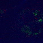 Fluorescence émise par les neurones primaires spécifiques à la douleur, entourant le noyau (rond central noir). © Jonathan Damblon / Université Laval